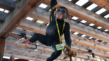 Monkey statue hanging from Busted Coconut's ceiling