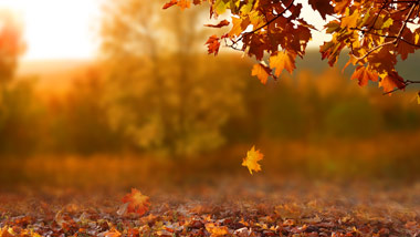 falling Autumn leaves with colorful trees and bright sun in the background